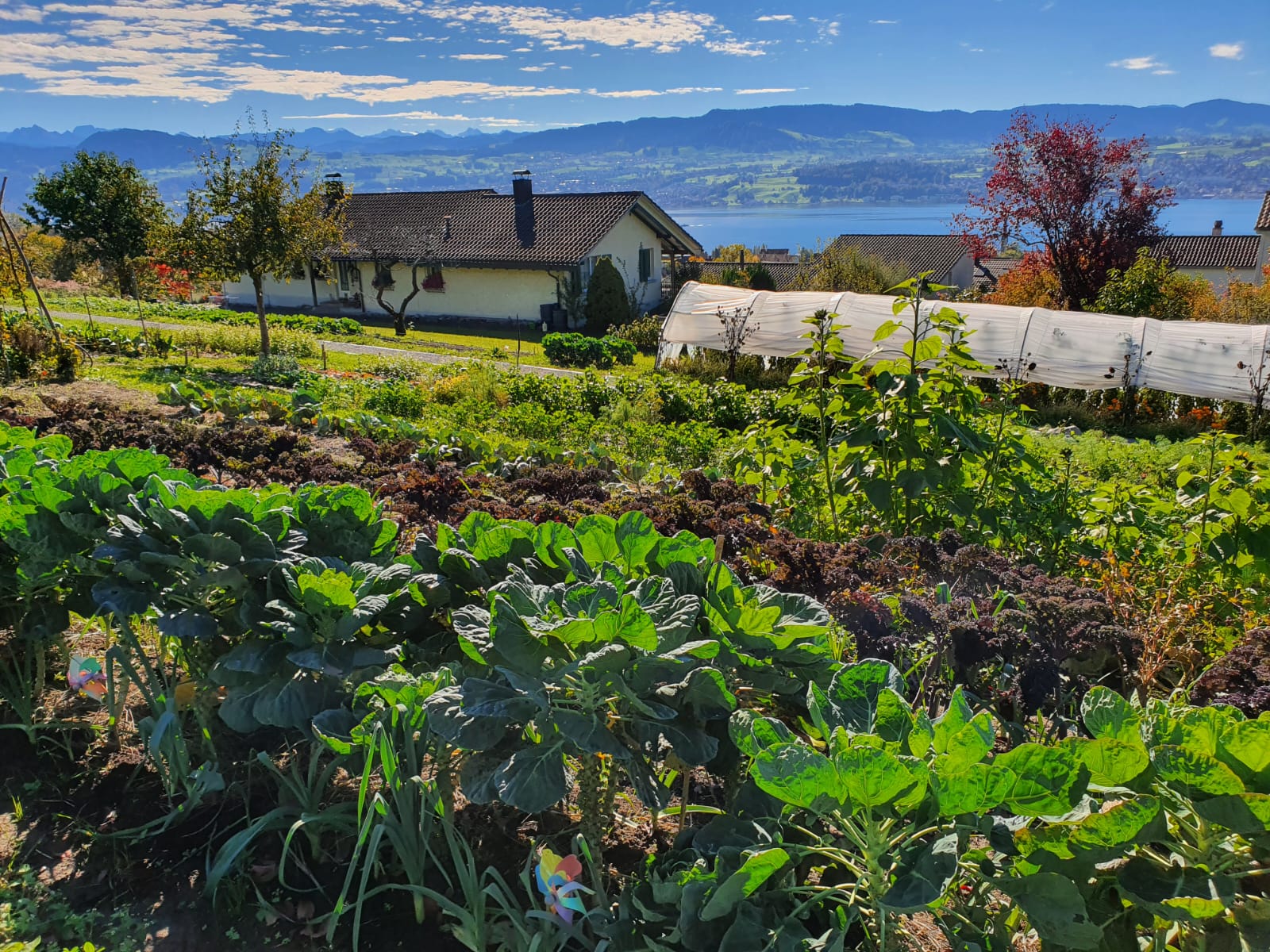 Gemüsegarten.jpg