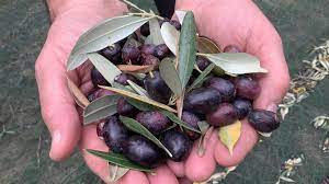 Olive-Gandria (1).jpeg