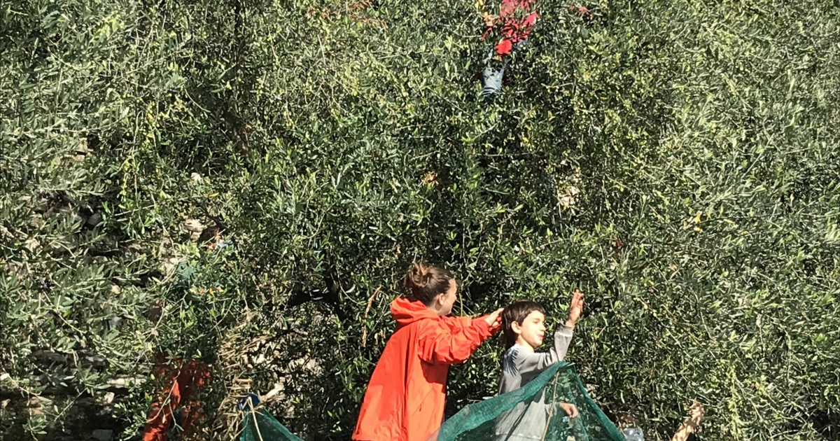 Olive-Gandria (2).jpg