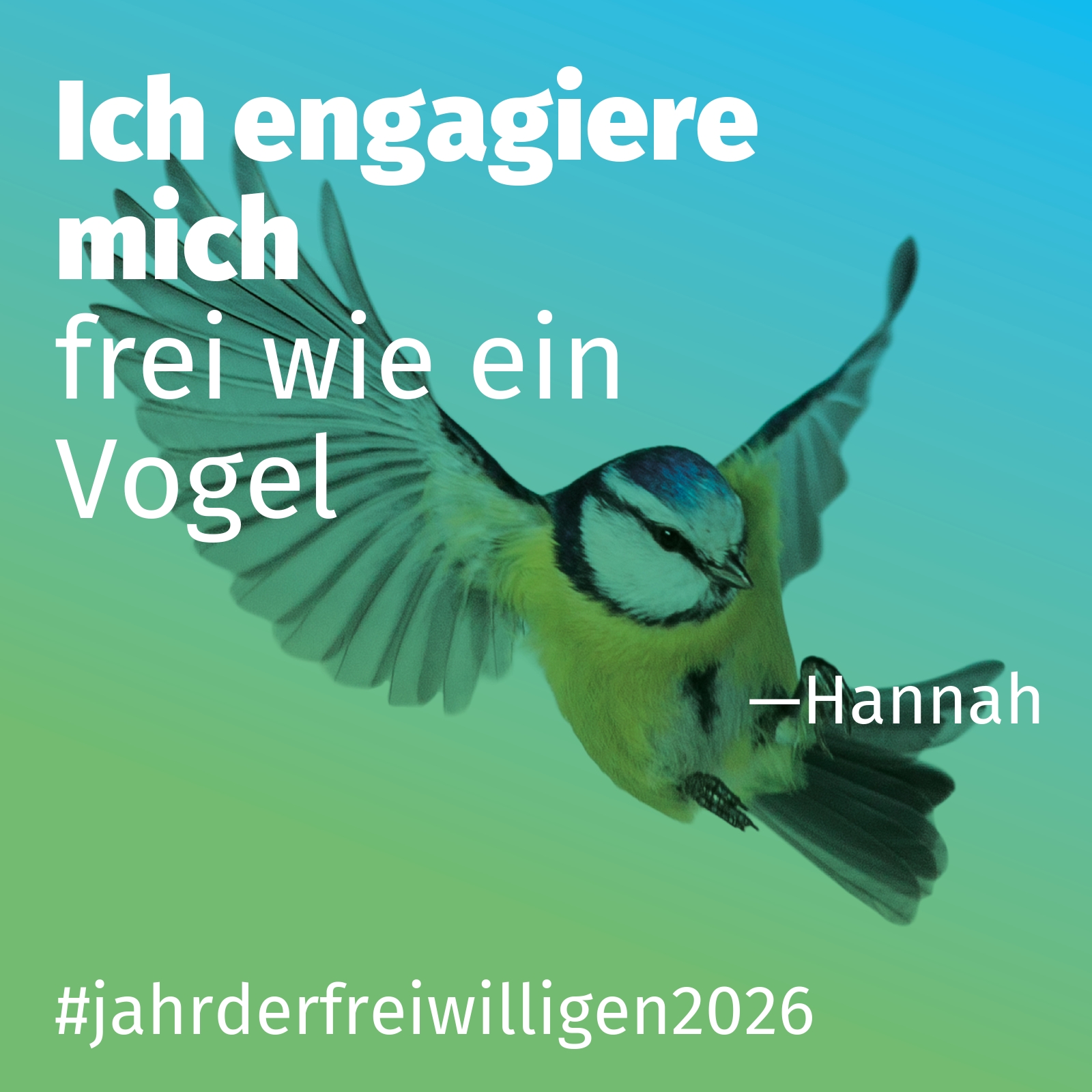 frei wie ein Vogel